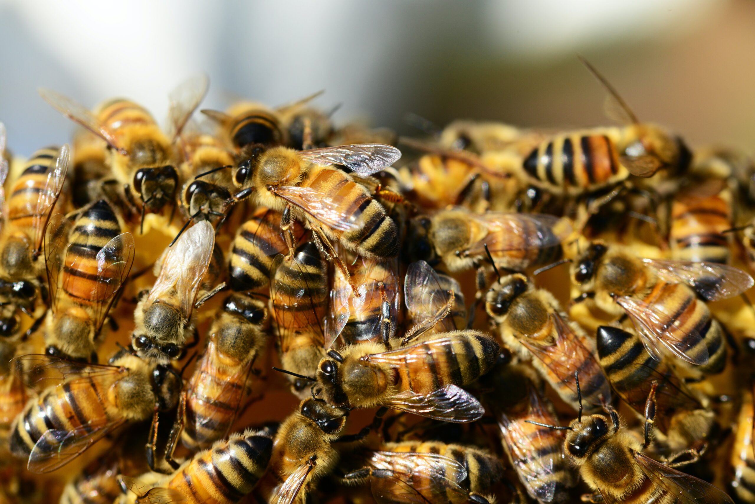 L’étude-inventaire autour des abeilles sauvages sur la CNA